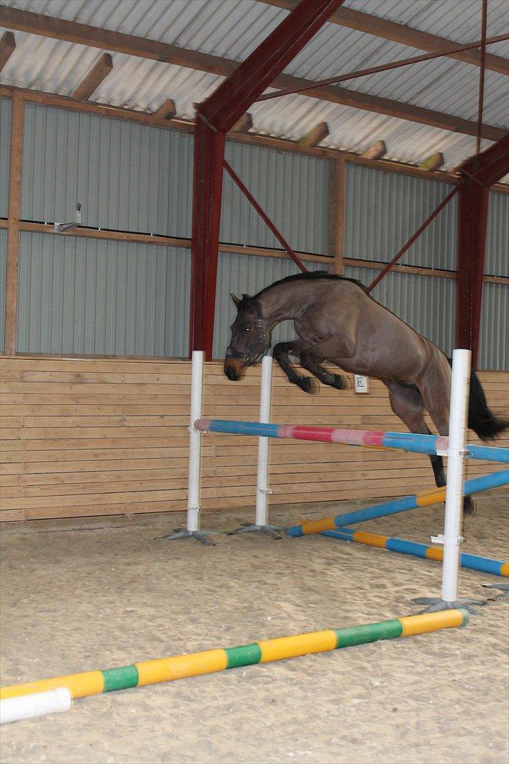 Dansk Varmblod Cawin Imhoff billede 18