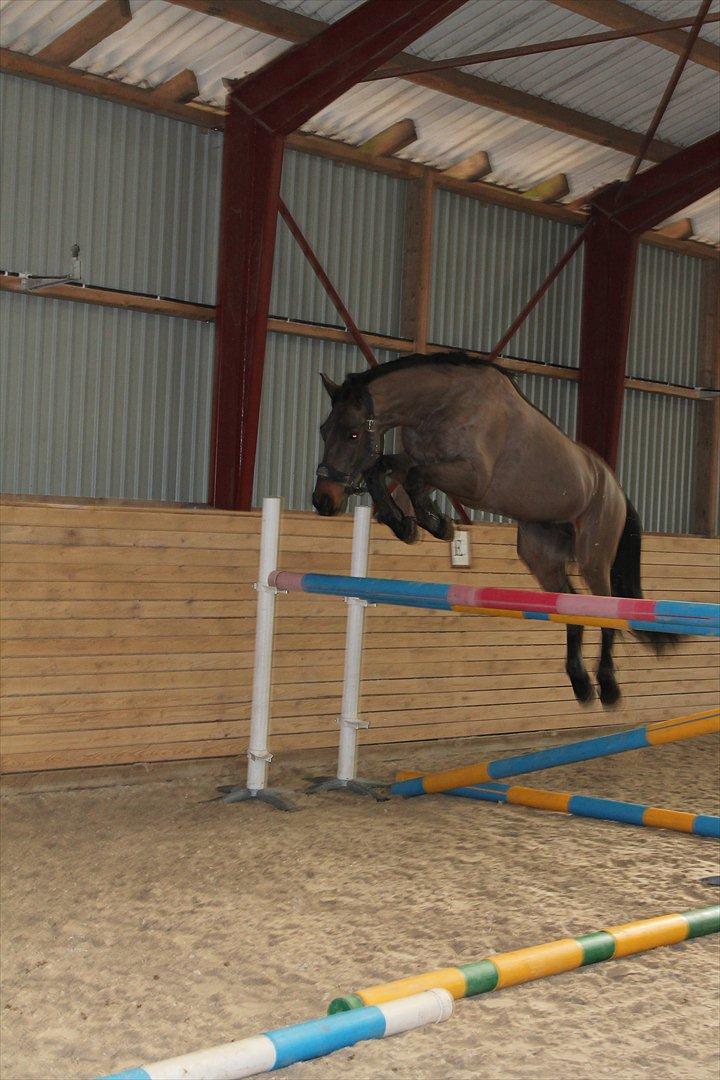 Dansk Varmblod Cawin Imhoff billede 4