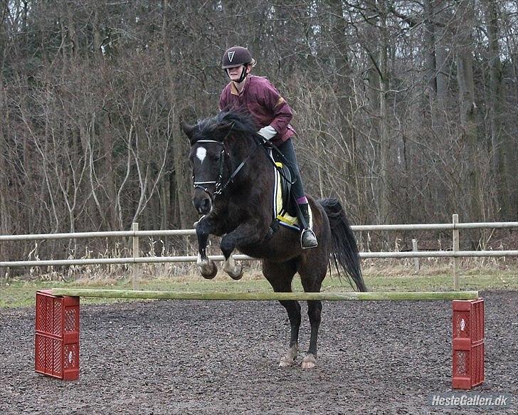 Anden særlig race Sillemoes Luci - Lidt spring 75 cm.
Fotograf: (Paula) billede 7