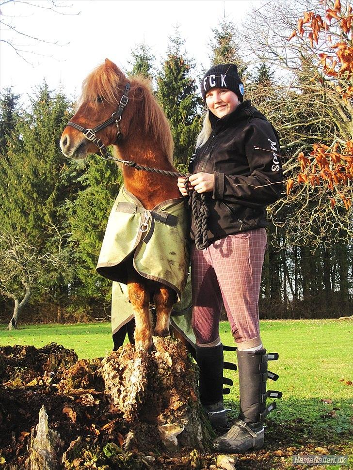 Shetlænder Nordhusets Hannibal Small <3 #Pony prinsen# - Man kan ALT med dig, her er et nyt tricks. Træde op på ting. Her en træstup :D billede 11