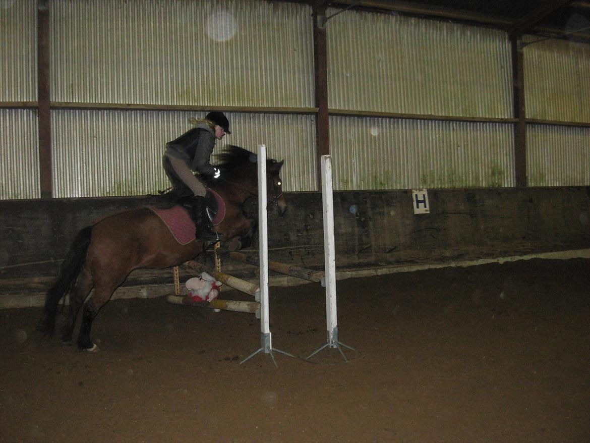 New Forest Cindy |har redet | solgt - Vores 1. springtræning sammen - 21.12.2010 billede 12