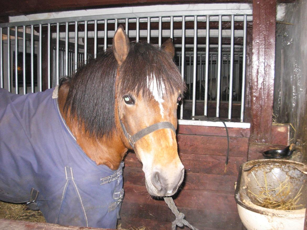 New Forest Cindy |har redet | solgt - <3 - 21.12.2010 billede 19