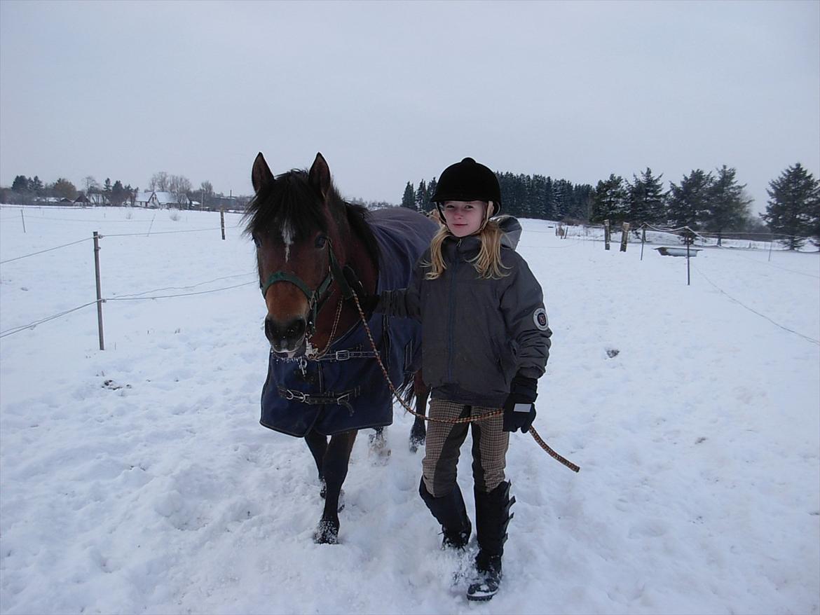 New Forest Cindy |har redet | solgt - På vej ind fra fold :) - 19.12.2010 billede 15