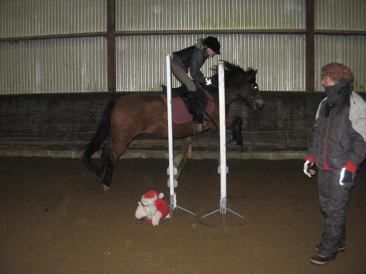 New Forest Cindy |har redet | solgt - Vores 1. springtræning sammen - 21.12.2010 billede 14