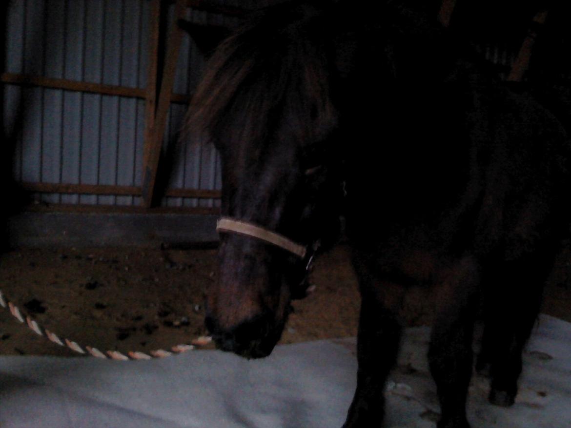 Islænder Jarpur 29/11 2011 - De sidste min. Med den dejlige pony! <3  billede 18