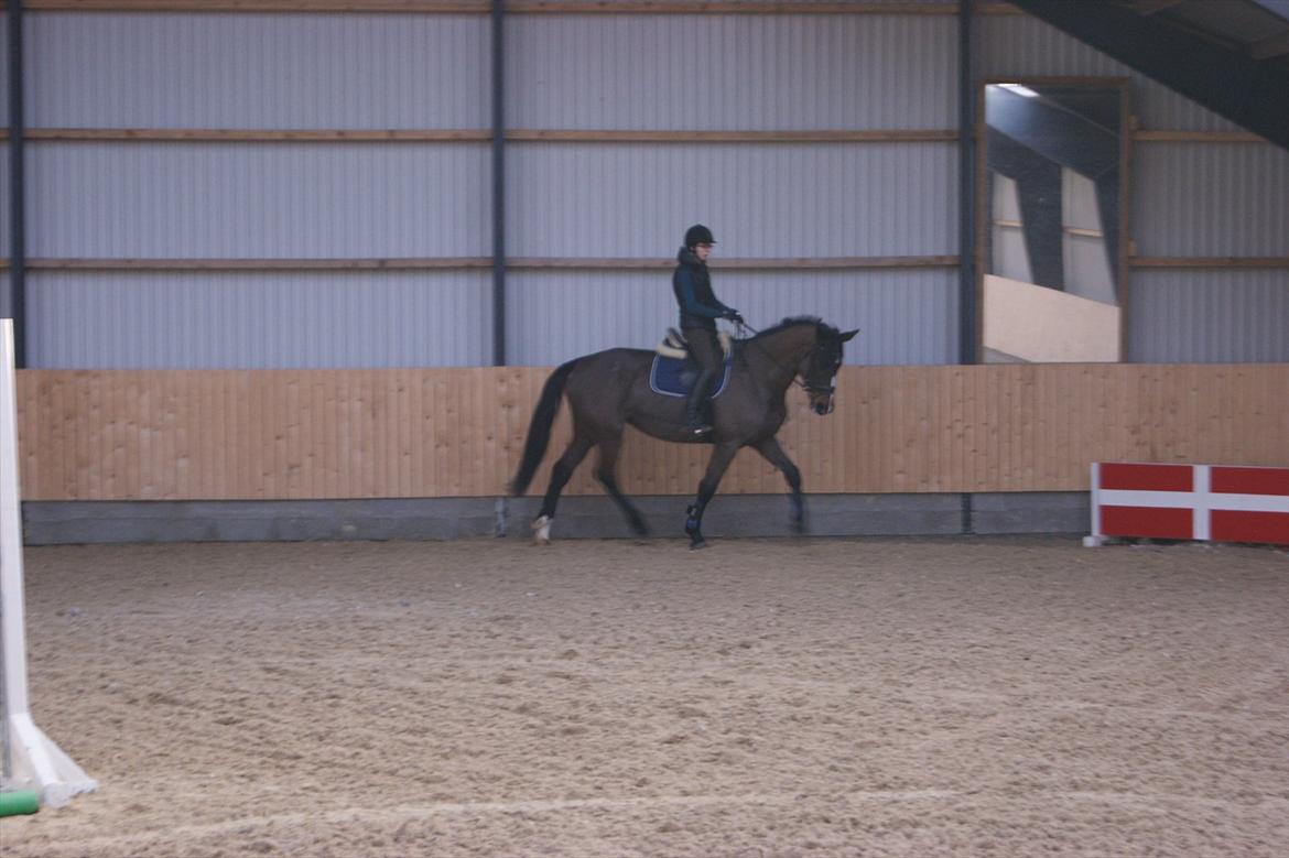 Dansk Varmblod Gipsy Birkely *SOLGT* billede 10