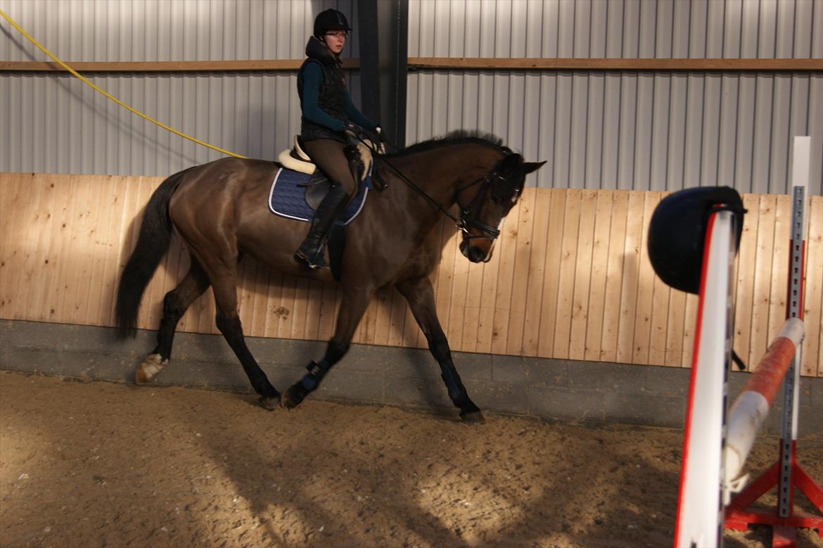 Dansk Varmblod Gipsy Birkely *SOLGT* billede 11