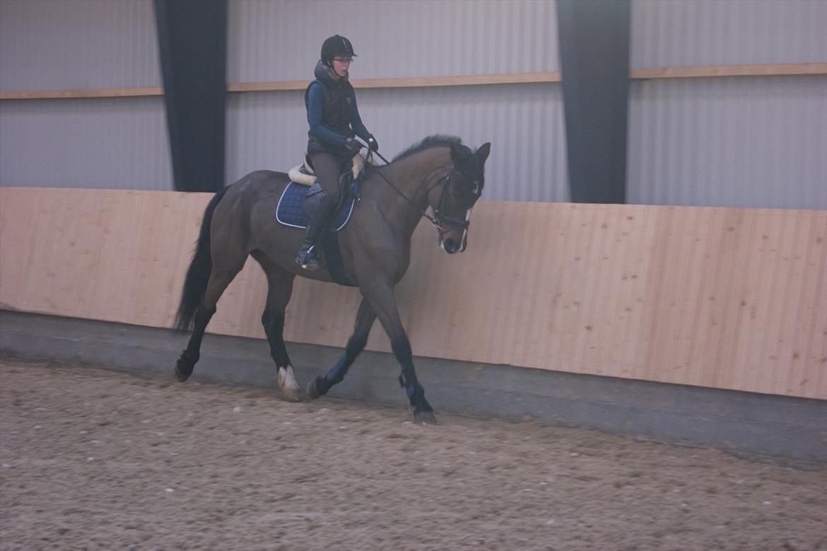 Dansk Varmblod Gipsy Birkely *SOLGT* billede 12