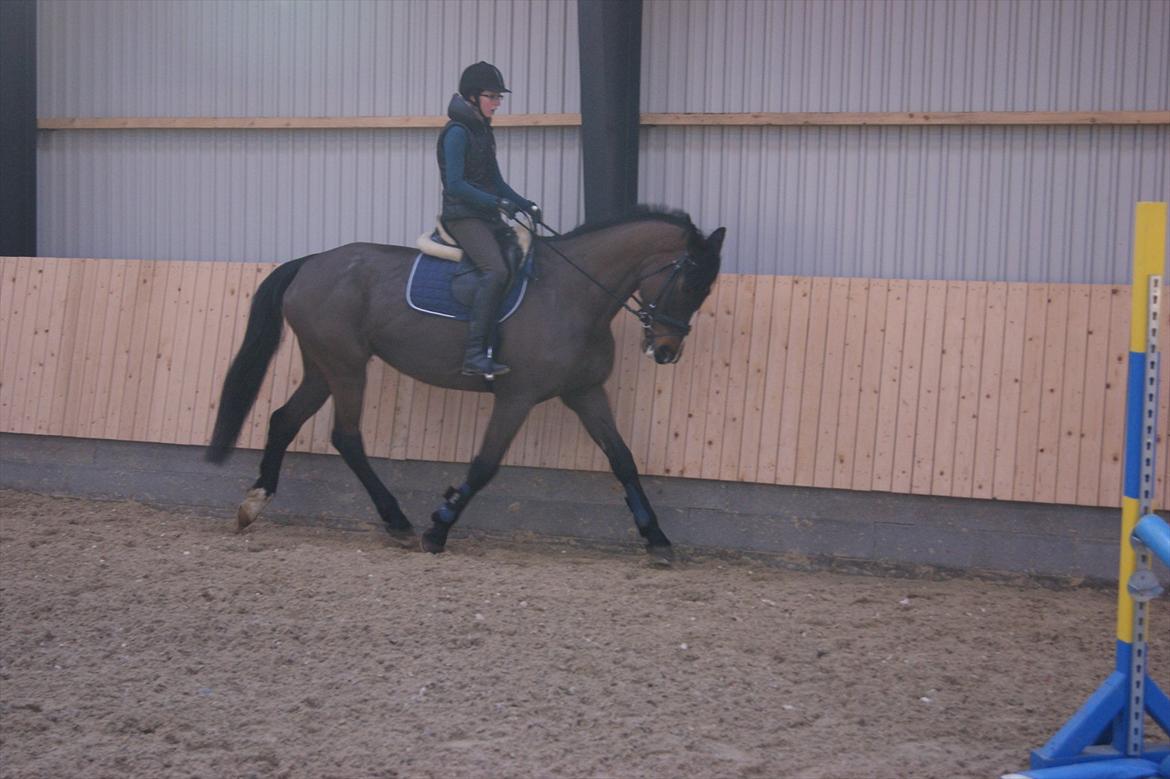 Dansk Varmblod Gipsy Birkely *SOLGT* billede 14
