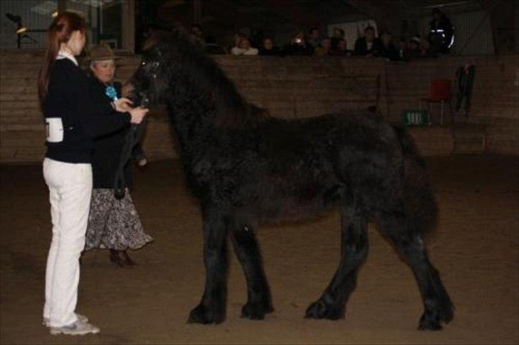 Fell pony Treasure Twist'N'Shout - Bedst i klasse/fløj hingst for 0 års billede 2