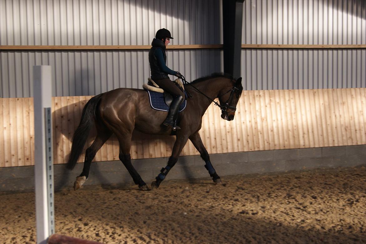 Dansk Varmblod Gipsy Birkely *SOLGT* billede 15