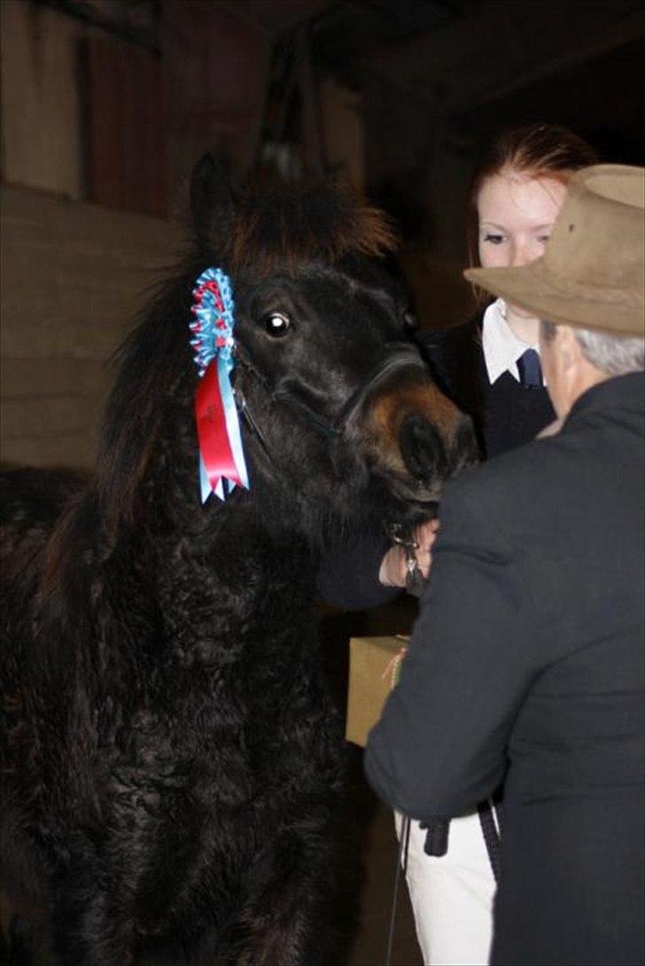 Fell pony Treasure Twist'N'Shout - Føl champion billede 3