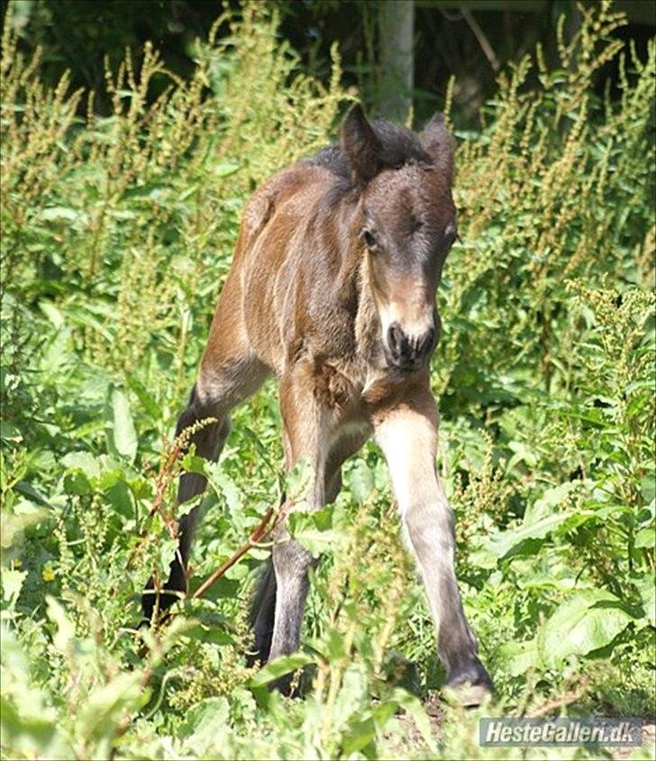 Fell pony Treasure Twist'N'Shout billede 6