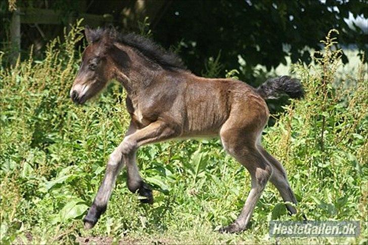 Fell pony Treasure Twist'N'Shout billede 7