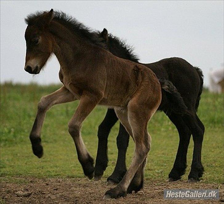 Fell pony Treasure Twist'N'Shout billede 8