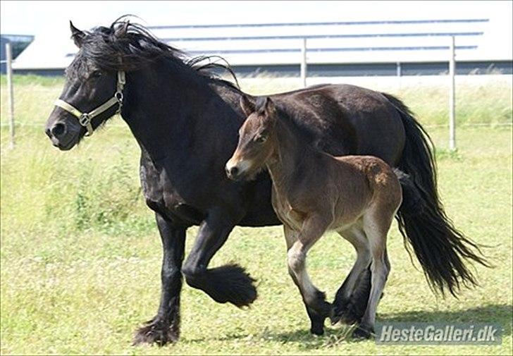 Fell pony Treasure Twist'N'Shout billede 9