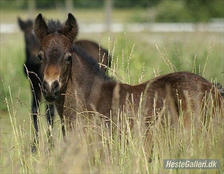 Fell pony Treasure Twist'N'Shout billede 10