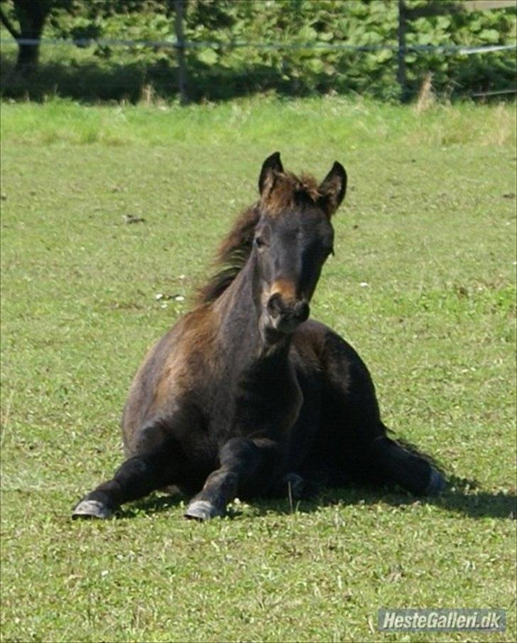 Fell pony Treasure Twist'N'Shout billede 4