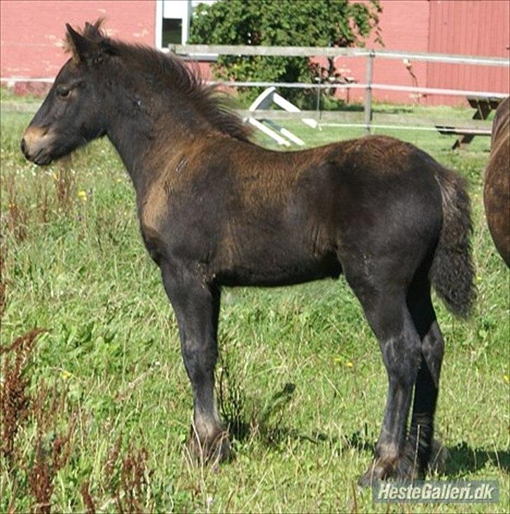 Fell pony Treasure Twist'N'Shout billede 5