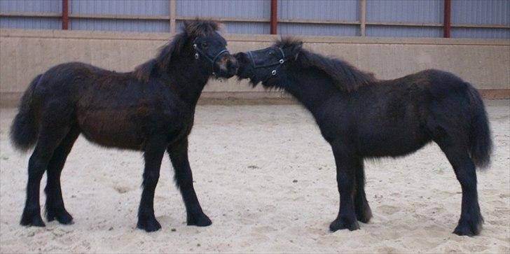 Fell pony Treasure Twist'N'Shout - Sammen med sin bror AppelJack billede 11