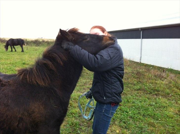 Fell pony Treasure Twist'N'Shout - Du er der altid klar med at kys og et kram, når jeg har brug for det. billede 12