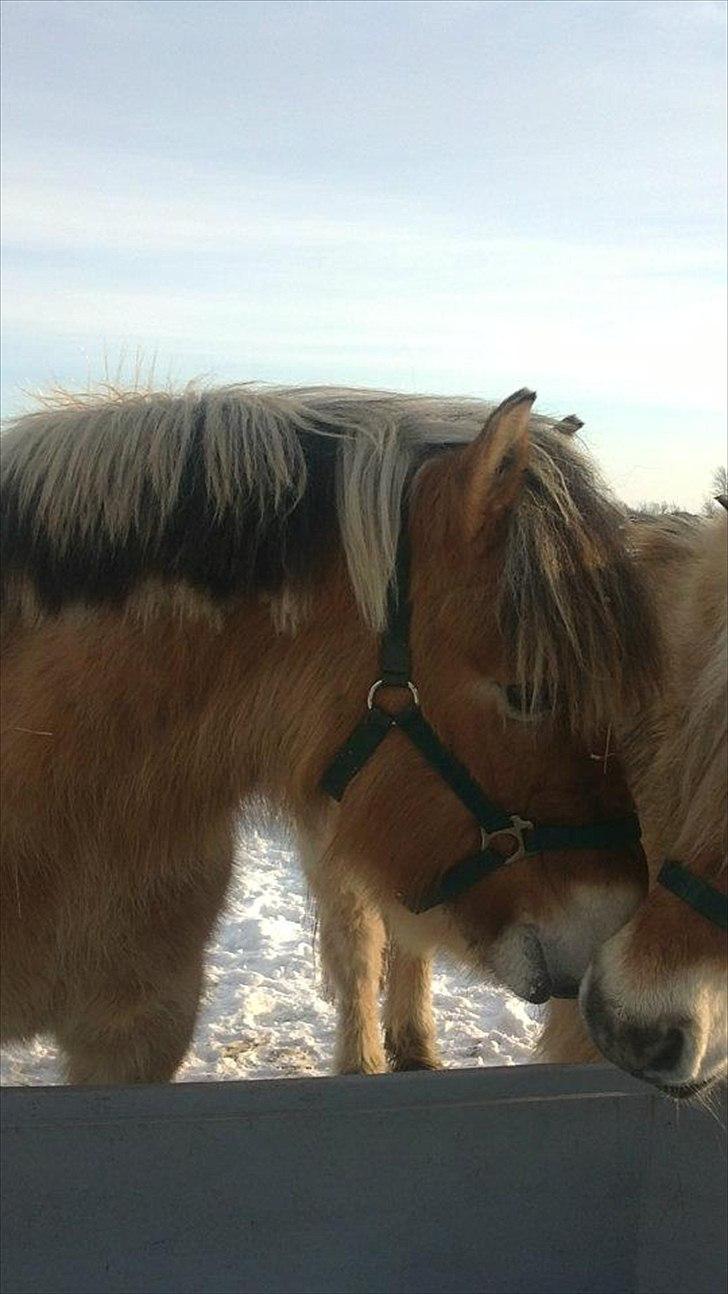 Fjordhest Maltus - Maltus <3
Januar 2012 billede 1