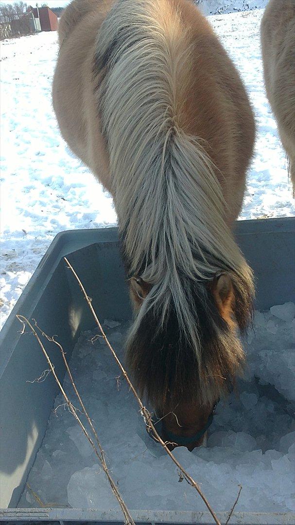 Fjordhest Maltus - Januar 2012 billede 2
