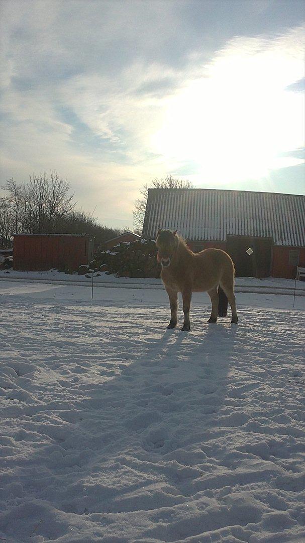 Fjordhest Maltus - Januar 2012 billede 3