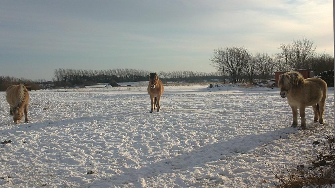 Fjordhest Maltus - Januar 2012 billede 4