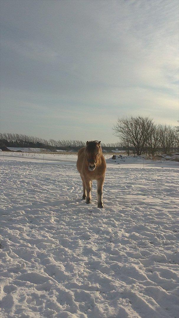 Fjordhest Maltus - Januar 2012 billede 5