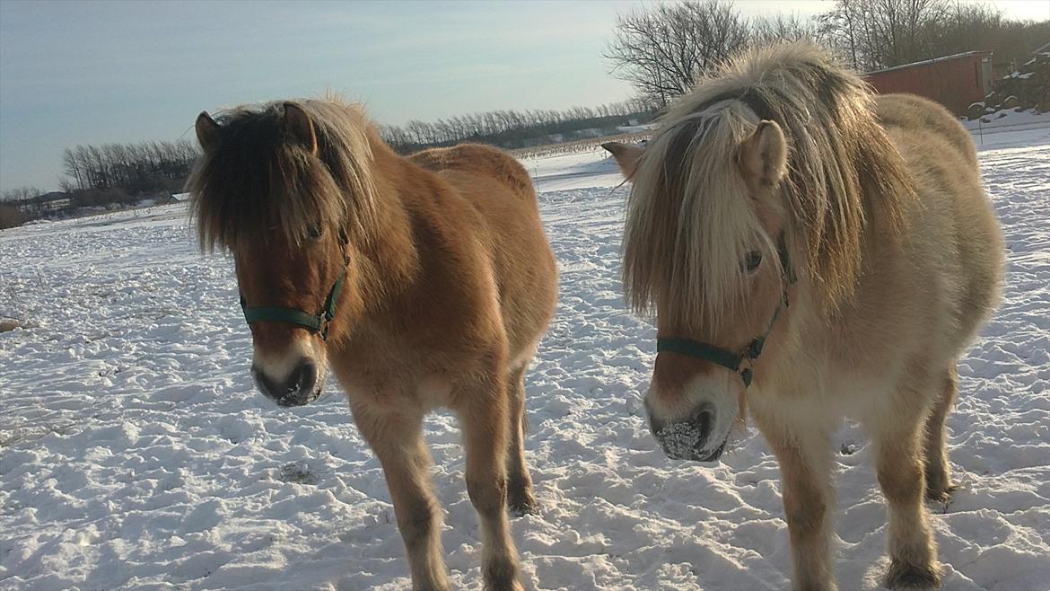 Fjordhest Maltus - Maltus til venstre og ditte til højre :D
Januar 2012 billede 6