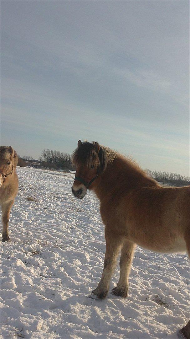 Fjordhest Maltus - Januar 2012 billede 7
