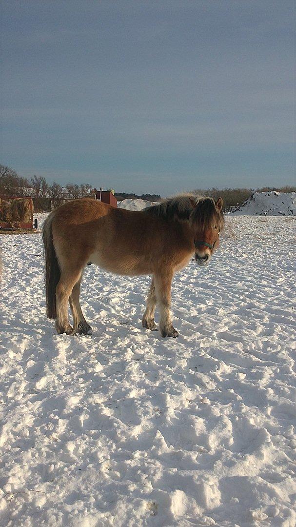 Fjordhest Maltus - Januar 2012 billede 8