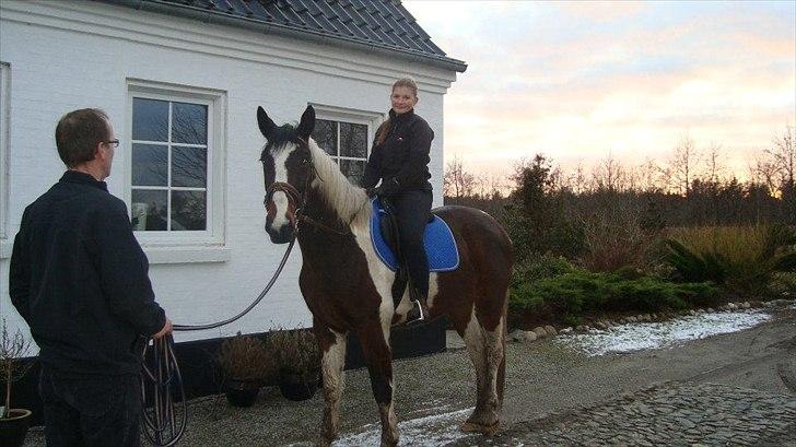 Anden særlig race Åbygårds Fitzroy billede 1