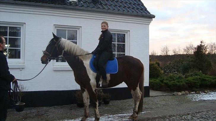 Anden særlig race Åbygårds Fitzroy - Første Gang med rytter på billede 2