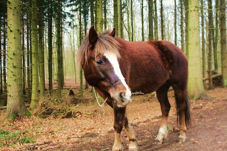 New Forest Luna Aflivet d. 05.02.14 - Skov ponyen d. 20 Februar 2012 billede 15