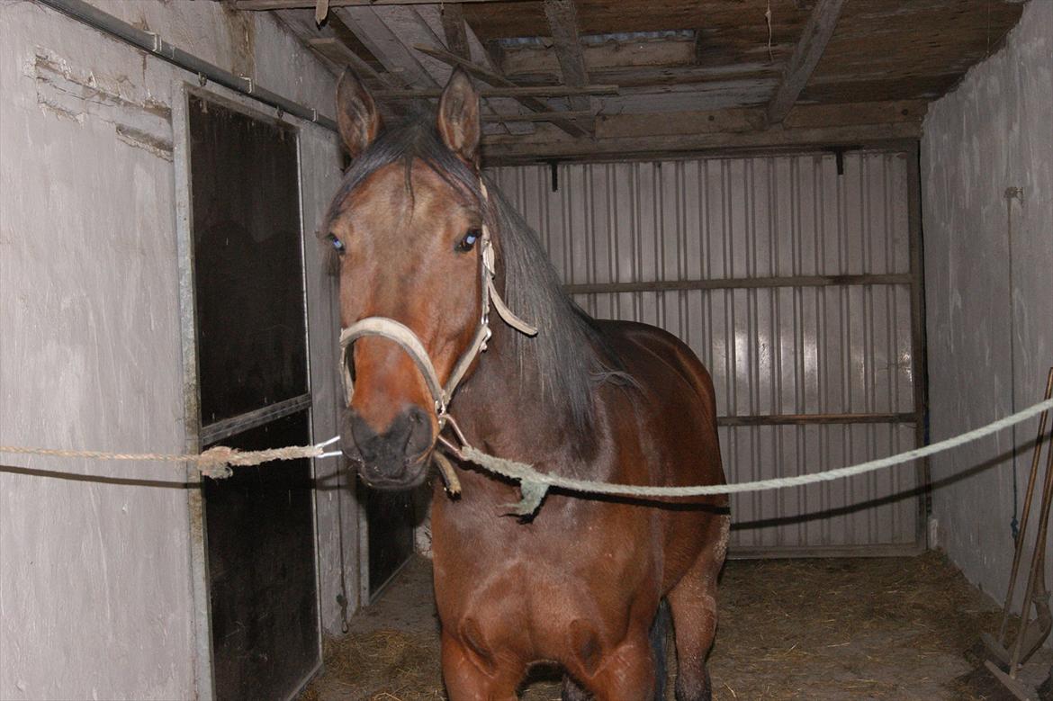 Traver Åhlunda's Edwin <3 - Min lille basse, glad som altid :-b billede 1