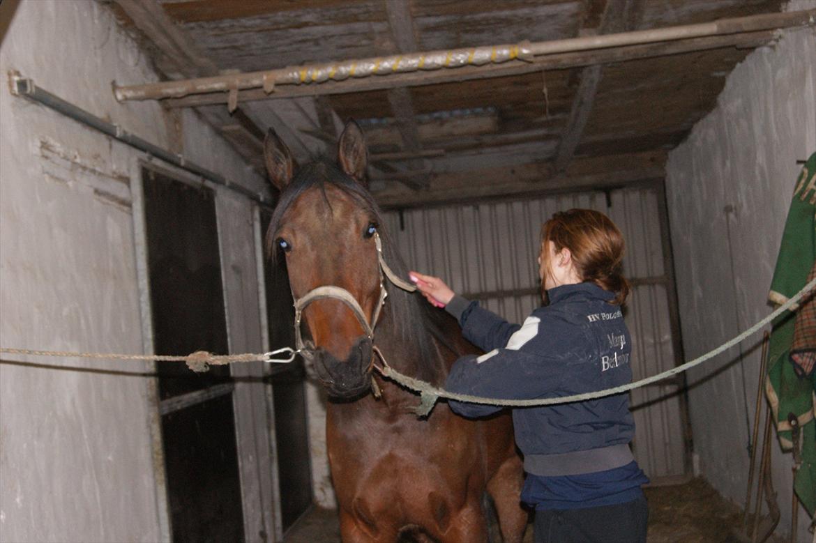 Traver Åhlunda's Edwin <3 - strigle, strigle.. billede 3