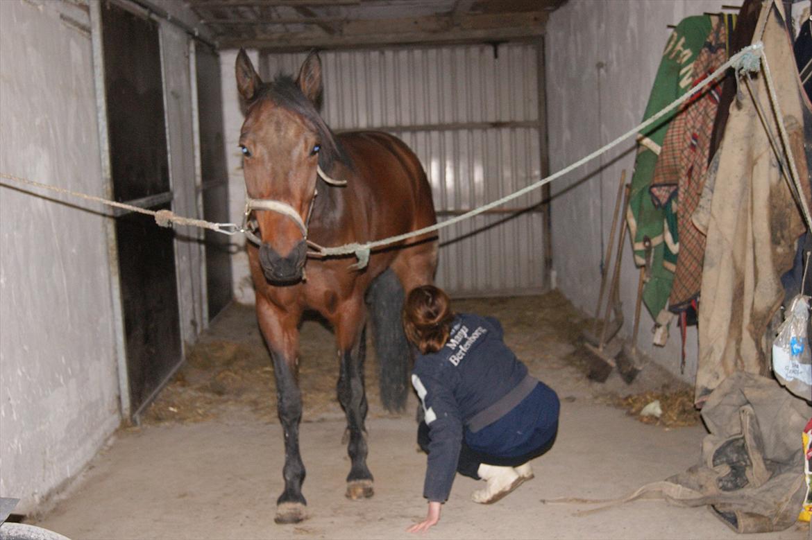 Traver Åhlunda's Edwin <3 - det viser egentlig bare hvor dejlig han er :o) billede 4