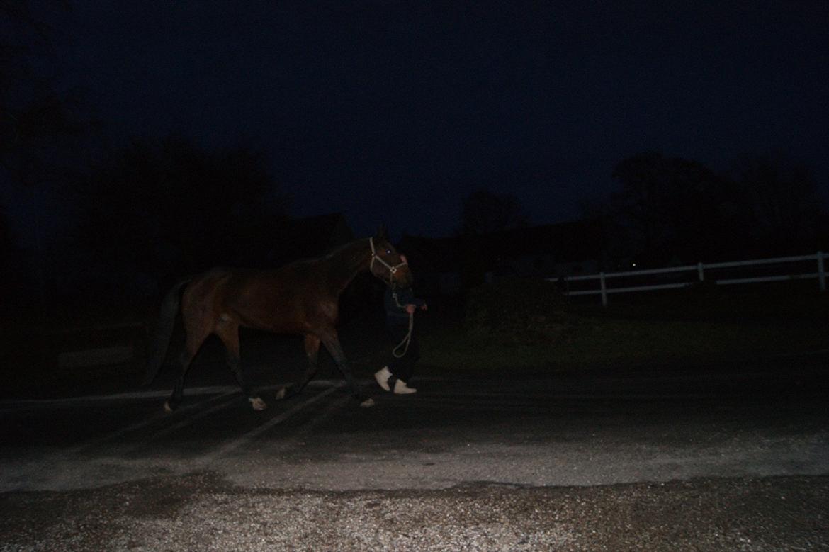 Traver Åhlunda's Edwin <3 - Fin gang, Fin gang :-b billede 12