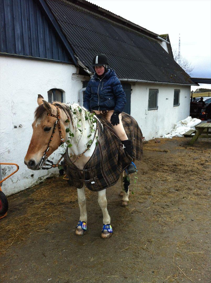 Anden særlig race Victoria <3 R.I.P <3 :'( Savner dig :'( <3 - Fastelavn 2012 <3 billede 18