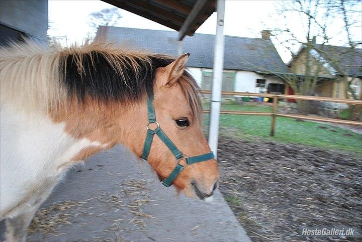 Anden særlig race Gormiti - lånepony billede 11