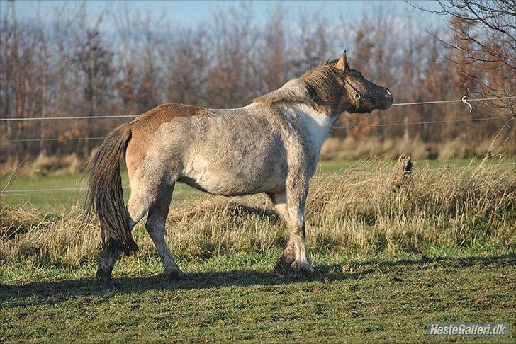 Anden særlig race Gormiti - lånepony billede 12