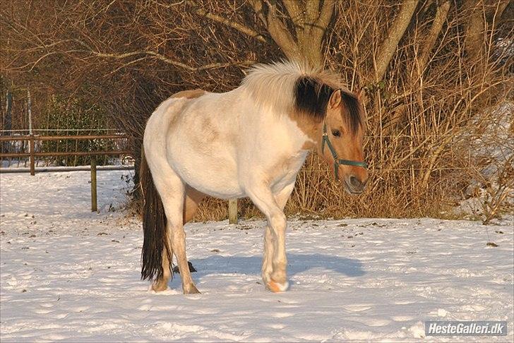 Anden særlig race Gormiti - lånepony billede 13