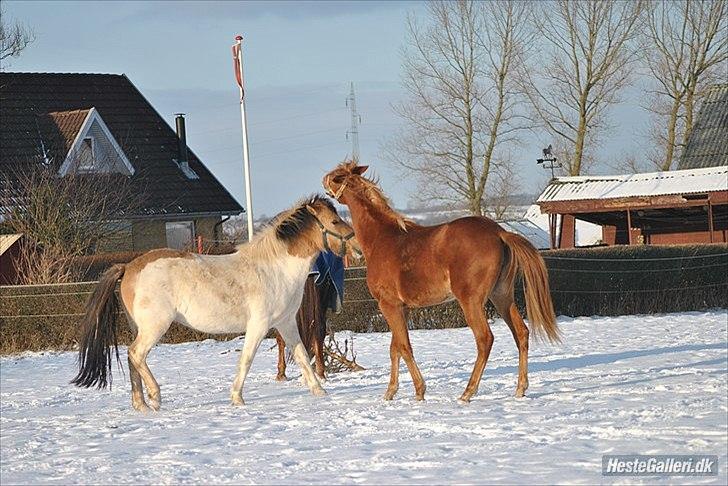 Anden særlig race Gormiti - lånepony billede 14