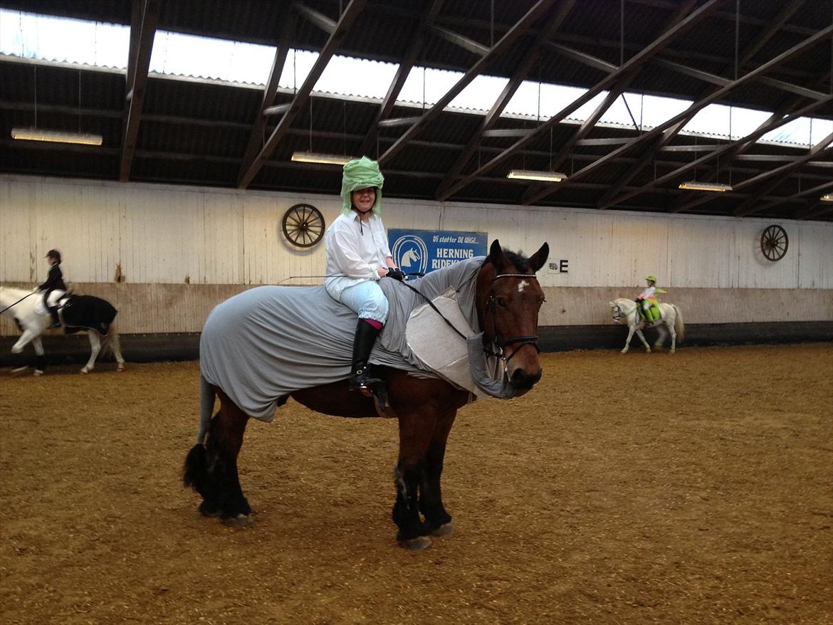 Belgier Stenholmgårds Jeppe billede 1