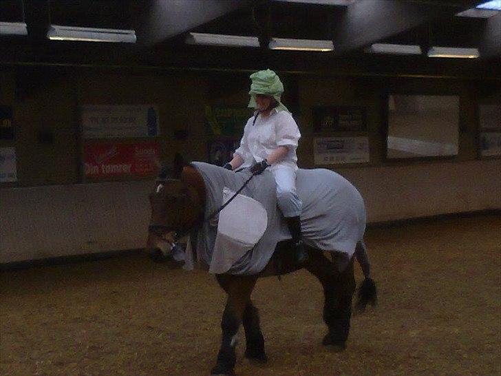 Belgier Stenholmgårds Jeppe billede 2