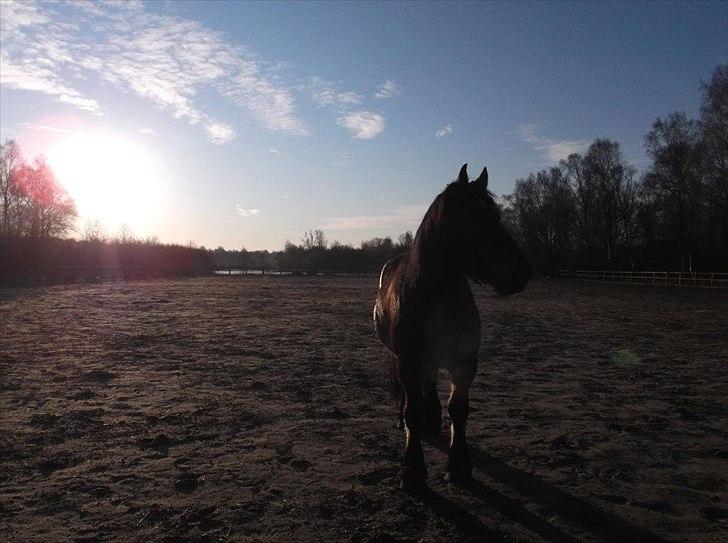 Belgier Stenholmgårds Jeppe billede 3