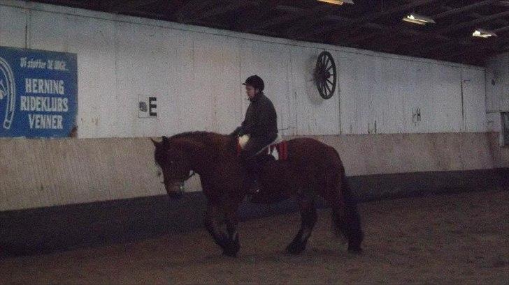 Belgier Stenholmgårds Jeppe billede 4