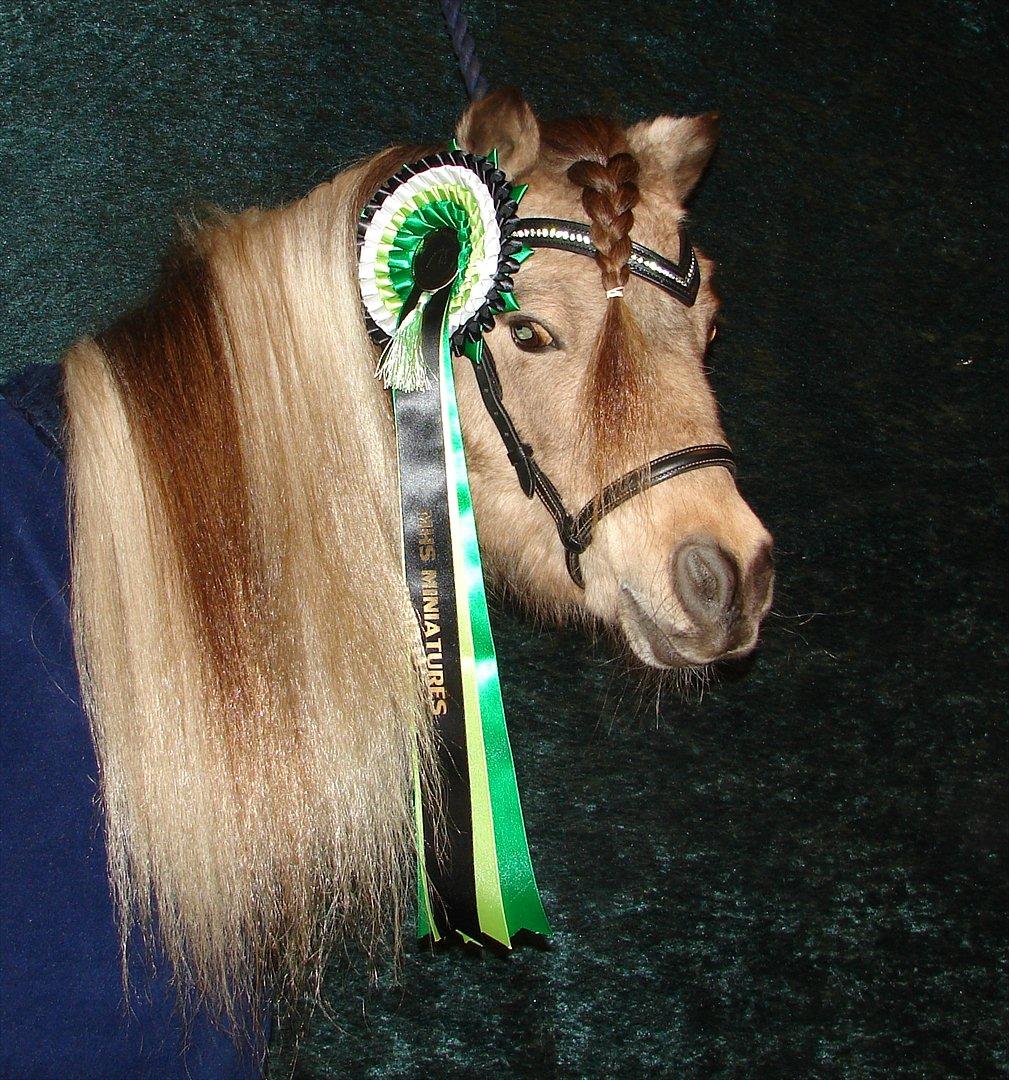 Amerikansk Miniature Ultra Beau Jangles - 20/2-2012 Beau leger model med rosette og hans vundne pandebånd :-) billede 2